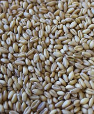 Soft White Wheat (50 LB)