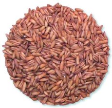 Whole Oat Groats (50 LB) - S/O