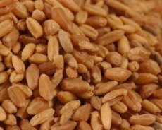 BC Hard Red Spring Wheat (25 LB)