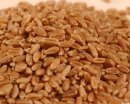 Hard Red Winter Wheat (50 LB)
