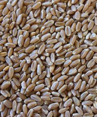 Hard Red Winter Wheat (50 LB)