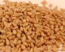 PG Hard White Spring Wheat (25 LB)