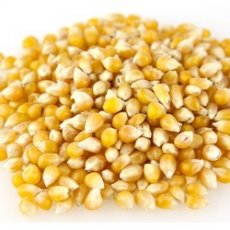 Medium Yellow Popcorn (10/1 LB)