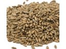 Organic Rye Berries (25 LB) - S/O